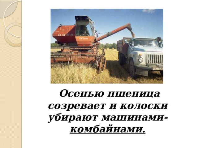  Осенью пшеница созревает и колоски убирают машинами- комбайнами.   