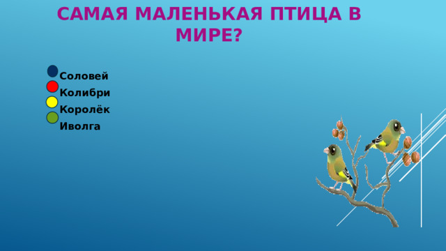 Самая маленькая птица в мире? Соловей Колибри Королёк Иволга 