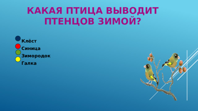 Какая птица выводит птенцов зимой? Клёст Синица Зимородок Галка 