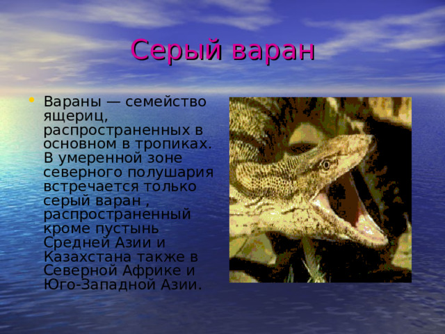 Серый варан Вараны — семейство ящериц, распространенных в основном в тропиках. В умеренной зоне северного полушария встречается только серый варан , распространенный кроме пустынь Средней Азии и Казахстана также в Северной Африке и Юго-Западной Азии. 