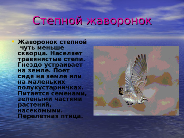Степной жаворонок Жаворонок степной чуть меньше скворца. Населяет травянистые степи. Гнездо устраивает на земле. Поет сидя на земле или на маленьких полукустарничках. Питается семенами, зелеными частями растений, насекомыми. Перелетная птица. 