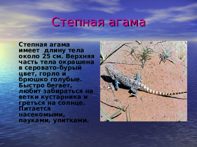 Степная агама Степная агама имеет длину тела около 25 см. Верхняя часть тела окрашена в серовато-бурый цвет, горло и брюшко голубые. Быстро бегает, любит забираться на ветки кустарника и греться на солнце. Питается насекомыми, пауками, улитками. 