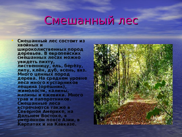 Смешанный лес Смешанный лес состоит из хвойных и широколиственных пород деревьев. В европейских смешанных лесах можно увидеть пихту, лиственницу, ель, берёзу, липу, клён, дуб, ясень, вяз. Много ценных пород дерева. На среднем уровне леса много кустарников лещина (орешник), жимолости, калины, малины и ежевики. Много трав и папоротников. Смешанные леса встречаются также в Северной Америке, на Дальнем Востоке, в умеренном поясе Азии, в Карпатах и на Кавказе.  