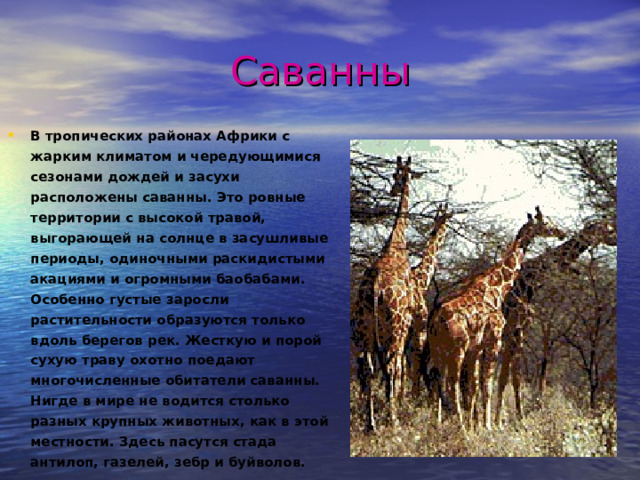 Саванны В тропических районах Африки с жарким климатом и чередующимися сезонами дождей и засухи расположены саванны. Это ровные территории с высокой травой, выгорающей на солнце в засушливые периоды, одиночными раскидистыми акациями и огромными баобабами. Особенно густые заросли растительности образуются только вдоль берегов рек. Жесткую и порой сухую траву охотно поедают многочисленные обитатели саванны. Нигде в мире не водится столько разных крупных животных, как в этой местности. Здесь пасутся стада антилоп, газелей, зебр и буйволов.  