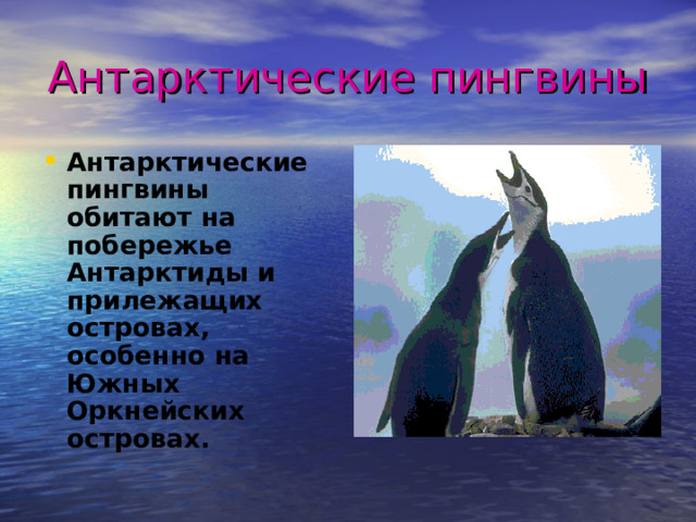 Антарктические пингвины Антарктические пингвины обитают на побережье Антарктиды и прилежащих островах, особенно на Южных Оркнейских островах. 