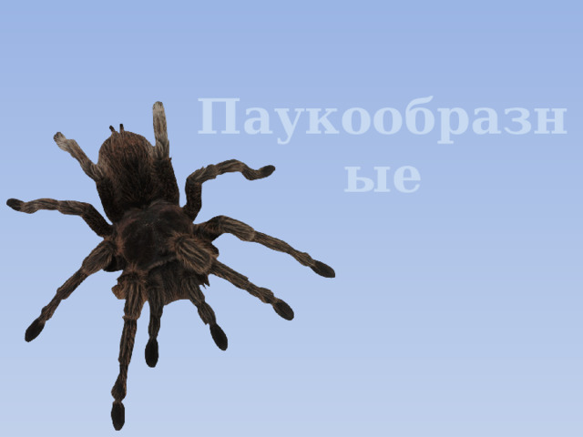 Паукообразные 