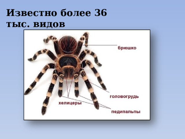 Известно более 36 тыс. видов 