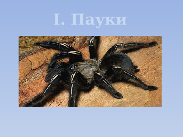 I. Пауки 