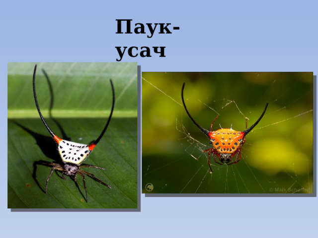 Паук-усач 