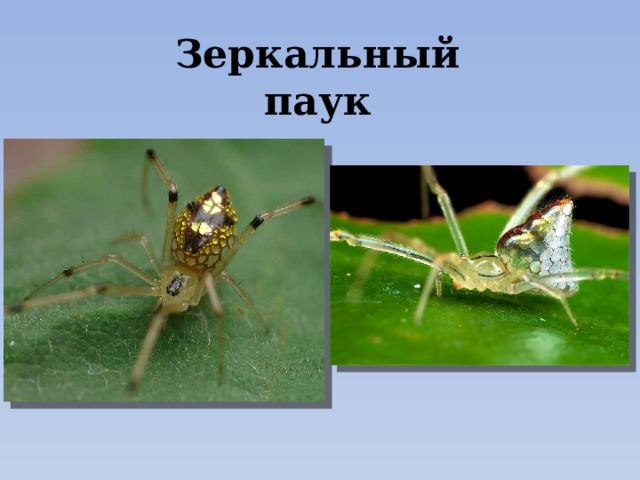 Зеркальный паук 
