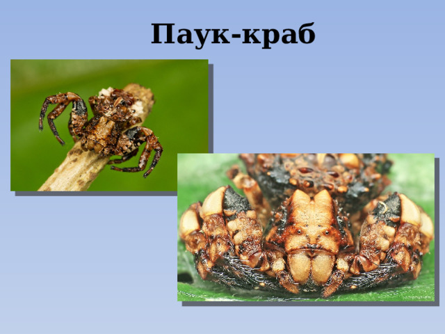 Паук-краб 