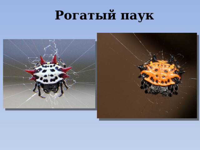 Рогатый паук 