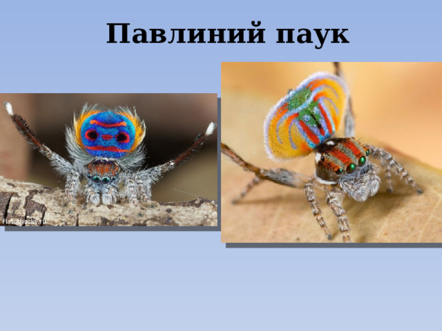 Павлиний паук 
