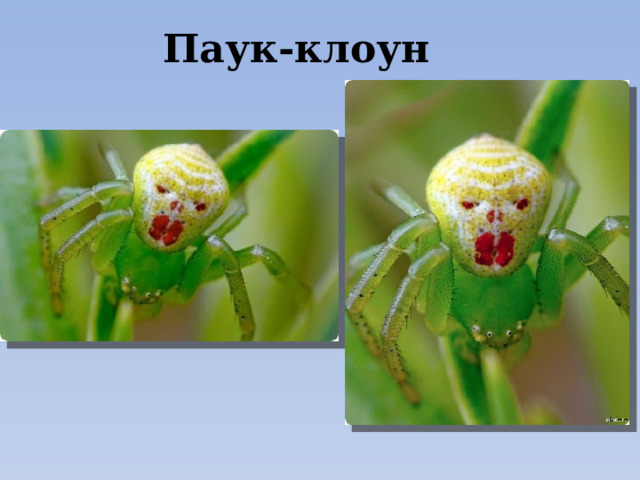 Паук-клоун 
