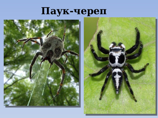 Паук-череп 