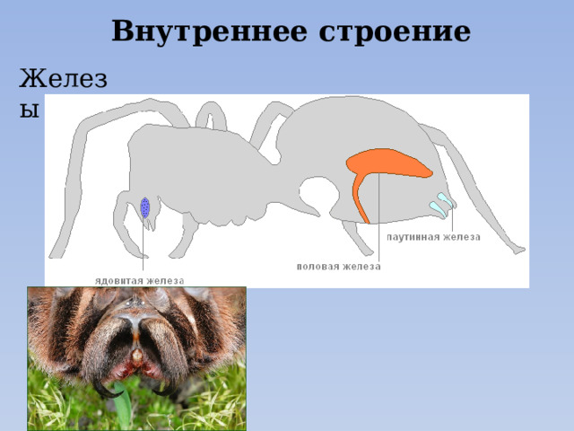 Внутреннее строение Железы 