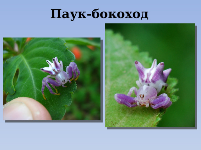 Паук-бокоход 