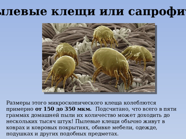 Пылевые клещи или сапрофиты Размеры этого микроскопического клеща колеблются примерно от 150 до 350 мкм.  Подсчитано, что всего в пяти граммах домашней пыли их количество может доходить до нескольких тысяч штук! Пылевые клещи обычно живут в коврах и ковровых покрытиях, обивке мебели, одежде, подушках и других подобных предметах. 