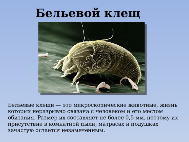 Бельевой клещ Бельевые клещи — это микроскопические животные, жизнь которых неразрывно связана с человеком и его местом обитания. Размер их составляет не более 0,5 мм, поэтому их присутствие в комнатной пыли, матрасах и подушках зачастую остается незамеченным. 