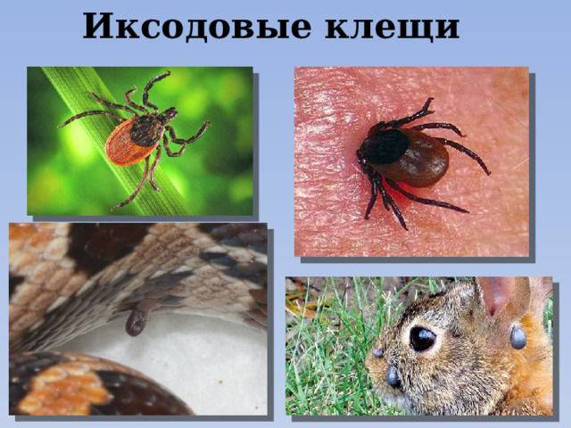 Иксодовые клещи 