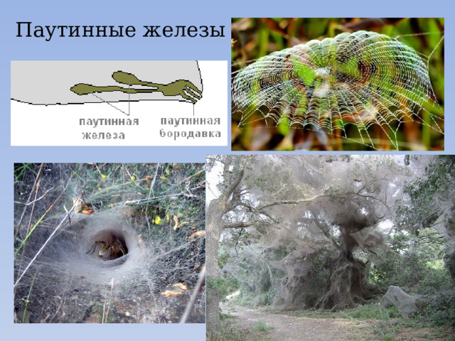 Паутинные железы 