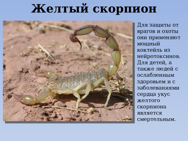 Желтый скорпион Для защиты от врагов и охоты они применяют мощный коктейль из нейротоксинов. Для детей, а также людей с ослабленным здоровьем и с заболеваниями сердца укус желтого скорпиона является смертельным. 