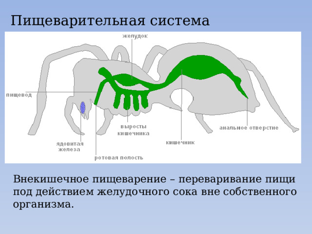 Пищеварительная система Внекишечное пищеварение – переваривание пищи под действием желудочного сока вне собственного организма. 