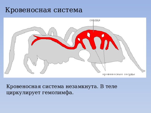 Кровеносная система Кровеносная система незамкнута. В теле циркулирует гемолимфа. 