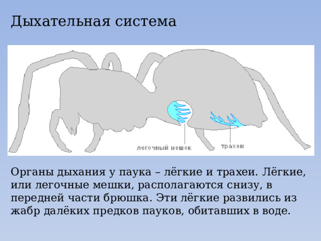 Дыхательная система Органы дыхания у паука – лёгкие и трахеи. Лёгкие, или легочные мешки, располагаются снизу, в передней части брюшка. Эти лёгкие развились из жабр далёких предков пауков, обитавших в воде. 