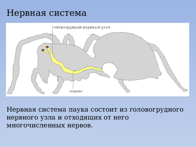 Нервная система Нервная система паука состоит из головогрудного нервного узла и отходящих от него многочисленных нервов. 