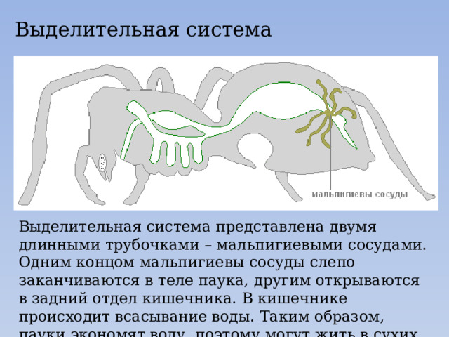 Выделительная система Выделительная система представлена двумя длинными трубочками – мальпигиевыми сосудами. Одним концом мальпигиевы сосуды слепо заканчиваются в теле паука, другим открываются в задний отдел кишечника. В кишечнике происходит всасывание воды. Таким образом, пауки экономят воду, поэтому могут жить в сухих местах. 