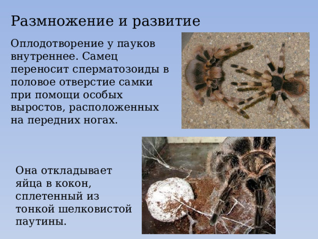 Размножение и развитие Оплодотворение у пауков внутреннее. Самец переносит сперматозоиды в половое отверстие самки при помощи особых выростов, расположенных на передних ногах. Она откладывает яйца в кокон, сплетенный из тонкой шелковистой паутины. 