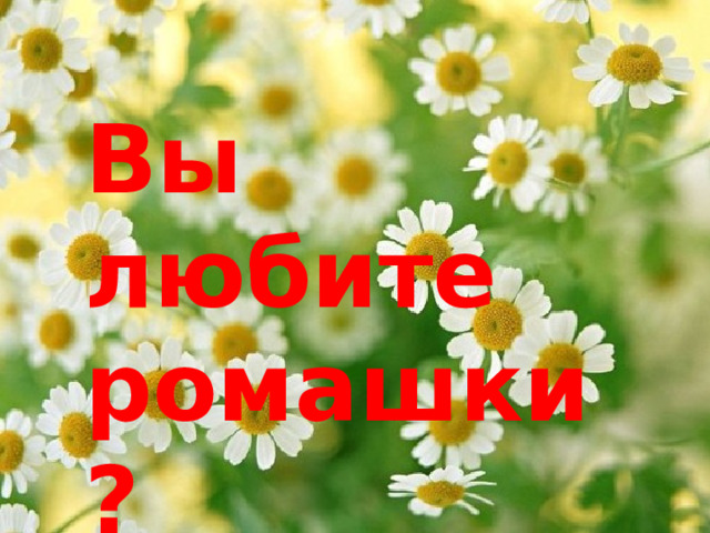 Вы любите ромашки ? 