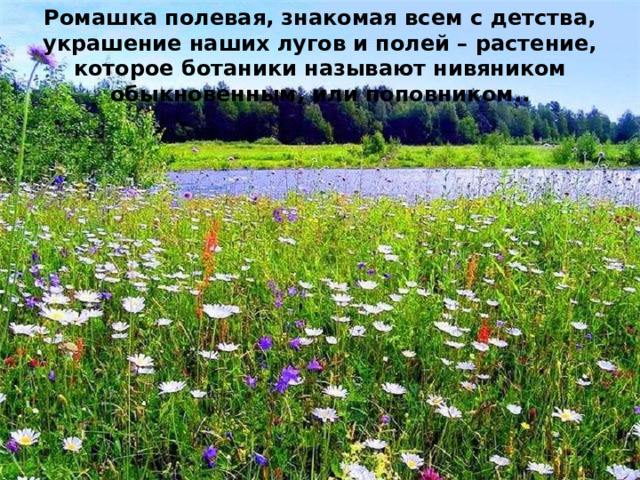 Ромашка полевая, знакомая всем с детства, украшение наших лугов и полей – растение, которое ботаники называют нивяником обыкновенным, или поповником..  