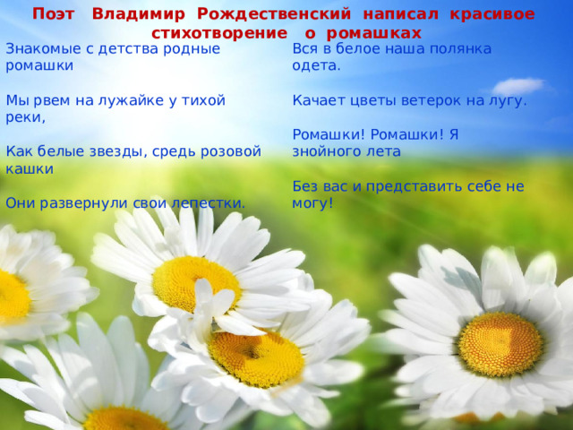 Поэт Владимир Рождественский написал красивое стихотворение о ромашках Знакомые с детства родные ромашки Мы рвем на лужайке у тихой реки, Как белые звезды, средь розовой кашки Они развернули свои лепестки. Вся в белое наша полянка одета. Качает цветы ветерок на лугу. Ромашки! Ромашки! Я знойного лета Без вас и представить себе не могу! 