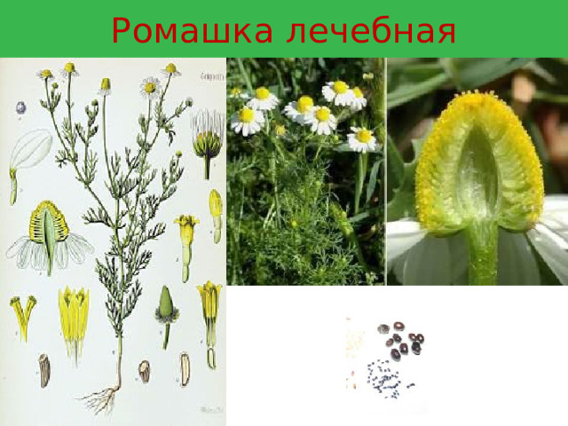 Ромашка лечебная 