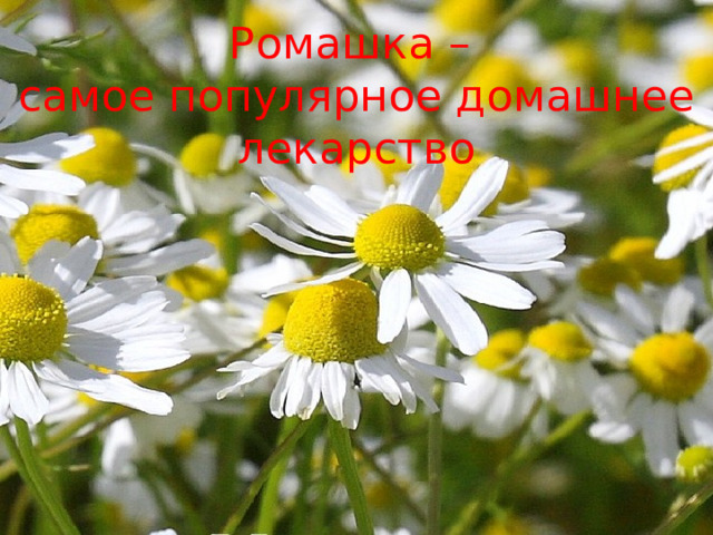 Ромашка – самое популярное домашнее лекарство 
