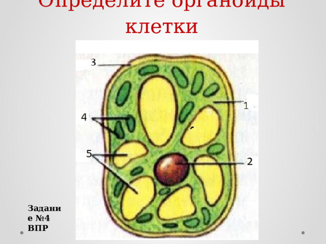 Определите органоиды клетки Задание №4 ВПР 