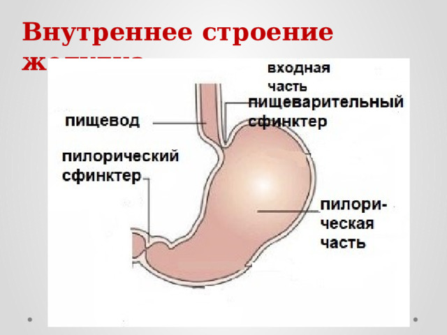 Внутреннее строение желудка 
