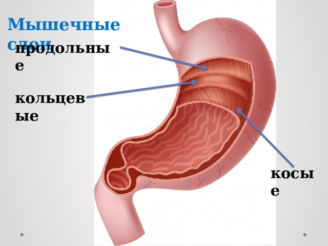 Мышечные слои продольные кольцевые косые 