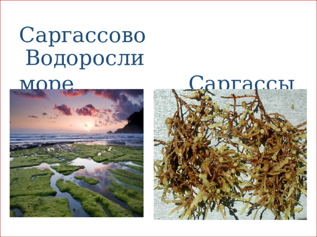 Саргассово Водоросли море Саргассы 