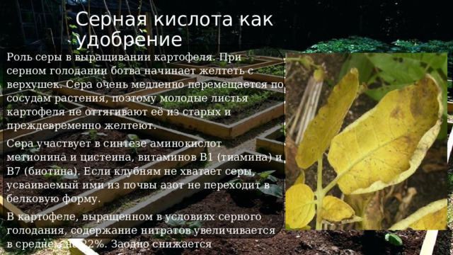Серная кислота как удобрение Роль серы в выращивании картофеля. При серном голодании ботва начинает желтеть с верхушек. Сера очень медленно перемещается по сосудам растения, поэтому молодые листья картофеля не оттягивают её из старых и преждевременно желтеют. Сера участвует в синтезе аминокислот метионина и цистеина, витаминов B1 (тиамина) и B7 (биотина). Если клубням не хватает серы, усваиваемый ими из почвы азот не переходит в белковую форму. В картофеле, выращенном в условиях серного голодания, содержание нитратов увеличивается в среднем на 22%. Заодно снижается крахмалистость клубней, ухудшаются их вкусовые качества, картошка дольше созревает. 