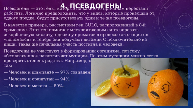 4. Псевдогены Псевдогены — это гены, которые по каким-то причинам перестали работать. Логично предположить, что у видов, которые произошли от одного предка, будут присутствовать одни и те же псевдогены. В качестве примера, рассмотрим ген GULO, расположенный в 8-й хромосоме. Этот ген помогает млекопитающим синтезировать аскорбиновую кислоту, однако у приматов в процессе эволюции он «поломался» и теперь они получают витамин C исключительно из пищи. Такая же печальная участь постигла и человека. Псевдогены не участвуют в формировании организма, поэтому «безнаказанно» накапливают мутации. По этим мутациям можно легко проверить степень родства. Например, с геном GULO картина выглядит так: — Человек и шимпанзе — 97% совпадений; — Человек и орангутан — 94%; — Человек и макака — 89%. 