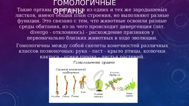 ГоМОЛОГИЧНЫЕ ОРГАНЫ Такие органы развиваются из одних и тех же зародышевых листков, имеют общий план строения, но выполняют разные функции. Это связано с тем, что животные освоили разные среды обитания, из-за чего происходит дивергенция (лат. divergo - отклоняюсь) - расхождение признаков у первоначально близких животных в ходе эволюции. Гомологичны между собой скелеты конечностей различных классов позвоночных: рука - ласт - крыло птицы, колючки кактуса - усики гороха - листья растений. 