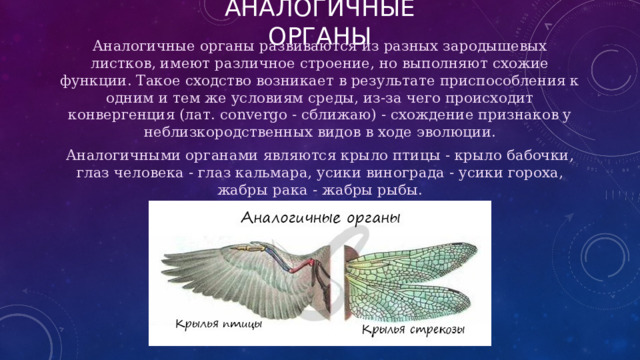 АНАЛОГИЧНЫЕ ОРГАНЫ Аналогичные органы развиваются из разных зародышевых листков, имеют различное строение, но выполняют схожие функции. Такое сходство возникает в результате приспособления к одним и тем же условиям среды, из-за чего происходит конвергенция (лат. convergo - сближаю) - схождение признаков у неблизкородственных видов в ходе эволюции. Аналогичными органами являются крыло птицы - крыло бабочки, глаз человека - глаз кальмара, усики винограда - усики гороха, жабры рака - жабры рыбы. 