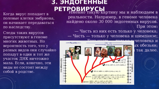 3. Эндогенные ретровирусы Именно такую картину мы и наблюдаем в реальности. Например, в геноме человека найдено около 30 000 эндогенных вирусов. При этом: Когда вирус попадает в половые клетки эмбриона, он начинает передаваться по наследству. — Часть из них есть только у человека; Следы таких вирусов присутствуют в геноме многих животных. Но вероятность того, что у разных видов они случайно попадут в один и тот же участок ДНК ничтожно мала. Если, конечно, эти виды не состоят между собой в родстве. — Часть — только у человека и шимпанзе; — Еще часть — только у человека и человекообразных обезьян; и так далее. 