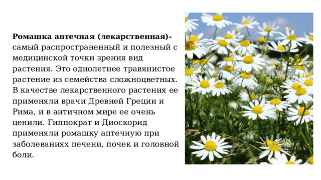 Ромашка аптечная (лекарственная)- самый распространенный и полезный с медицинской точки зрения вид растения. Это однолетнее травянистое растение из семейства сложноцветных. В качестве лекарственного растения ее применяли врачи Древней Греции и Рима, и в античном мире ее очень ценили. Гиппократ и Диоскорид применяли ромашку аптечную при заболеваниях печени, почек и головной боли.   