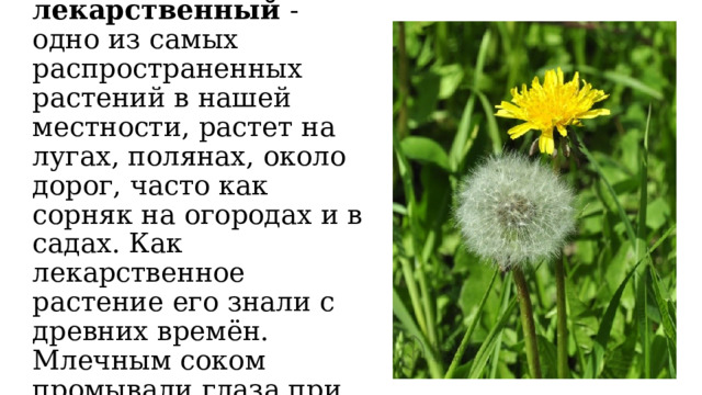 Одуванчик лекарственный - одно из самых распространенных растений в нашей местности, растет на лугах, полянах, около дорог, часто как сорняк на огородах и в садах. Как лекарственное растение его знали с древних времён. Млечным соком промывали глаза при их заболевании. 