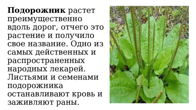 Подорожник растет преимущественно вдоль дорог, отчего это растение и получило свое название. Одно из самых действенных и распространенных народных лекарей. Листьями и семенами подорожника останавливают кровь и заживляют раны. 