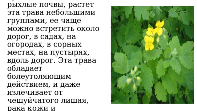 Трава чистотел любит рыхлые почвы, растет эта трава небольшими группами, ее чаще можно встретить около дорог, в садах, на огородах, в сорных местах, на пустырях, вдоль дорог. Эта трава обладает болеутоляющим действием, и даже излечивает от чешуйчатого лишая, рака кожи и туберкулеза. 